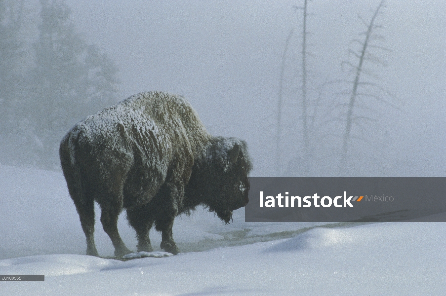 Bisonte americano (bisonte del bisonte) en Nevada, Parque Nacional de Yellowstone, Wyoming