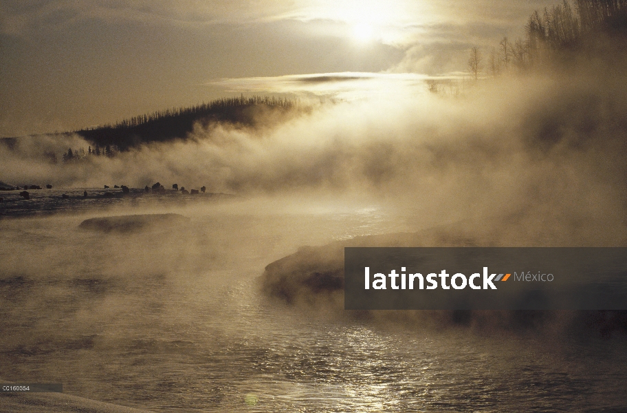 Manada de bisonte americano (Bison bison), reuniendo a lo largo de brumoso río de Yellowstone, Parqu