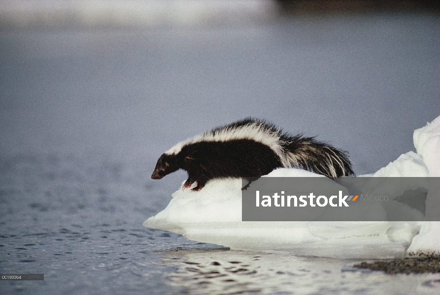 Zorrillo rayado (mephitis Mephitis) en la orilla cubierta de nieve, Parque Nacional de Yellowstone, 