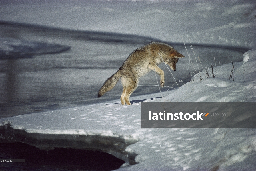 Coyote (Canis latrans) pouncing en roedor pequeño debajo de la nieve en la orilla del río, América d