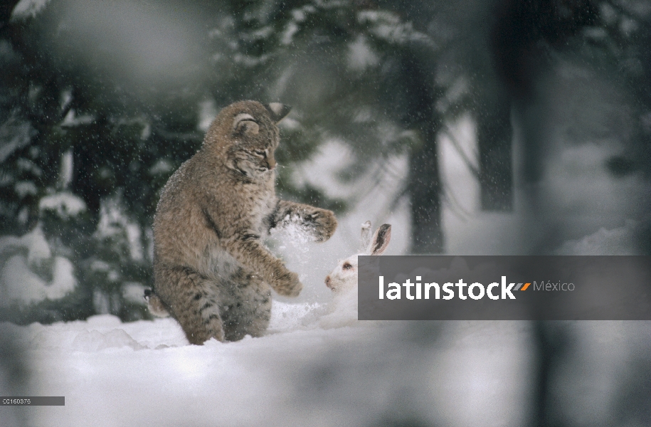 Bobcat (Lynx rufus) caza una liebre raqueta (Lepus americanus) en el invierno, América del norte