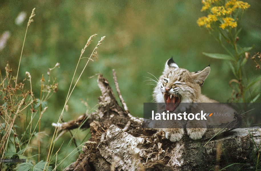 Gatito de Bobcat (Lynx rufus) bostezo mientras descansa en un tronco en verano, Idaho