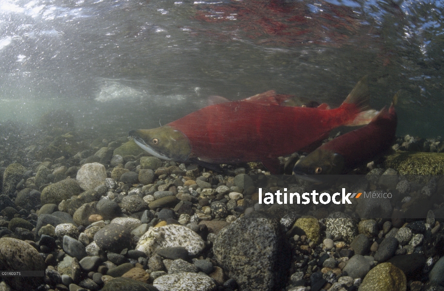 Salmón rojo (Oncorhynchus nerka) desove, Alaska