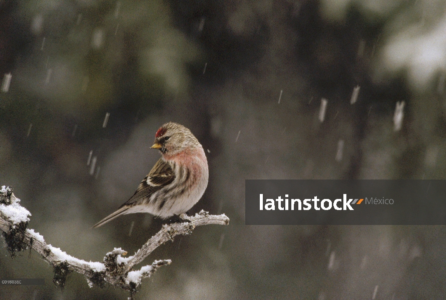 Común macho de Pardillo sizerín (Carduelis flammea) plumaje de apareamiento durante nevadas, Alaska