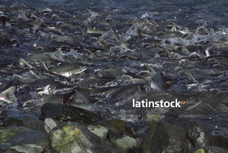 Salmón rosado (Oncorhynchus gorbuscha) desove en masa, Alaska