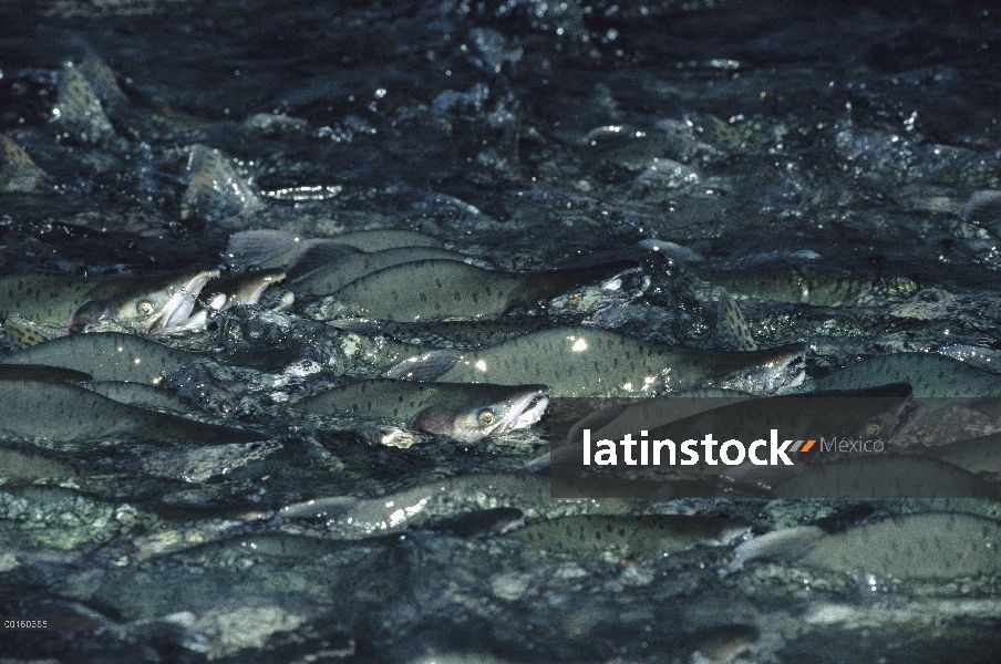 Salmón rosado (Oncorhynchus gorbuscha) desove en masa, Alaska