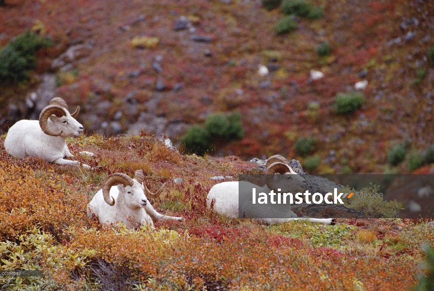 Trío de carneros de Dall (Ovis dalli) descansando en el follaje de otoño, Alaska