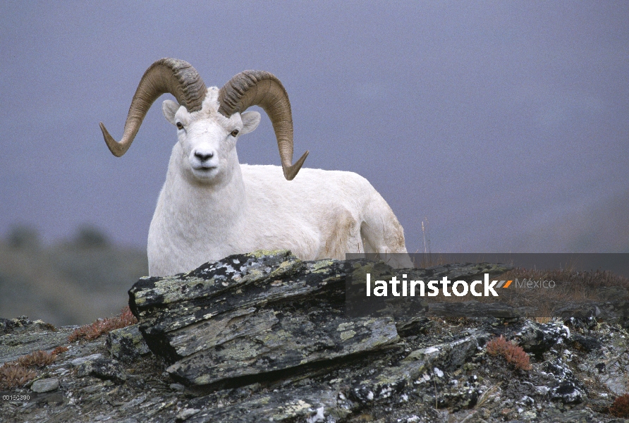 Hombre de carneros de Dall (Ovis dalli) descansa sobre el colina, Alaska