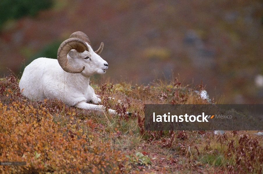 Carneros de Dall (Ovis dalli) macho descansando sobre una colina cubierta con follaje otoñal, Alaska