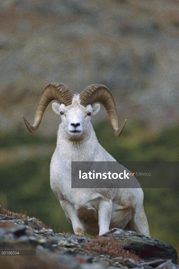 Hombre de carneros de Dall (Ovis dalli) en afloramientos de roca, Alaska