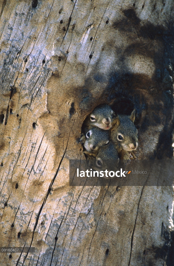 Ardilla roja (Tamiasciurus hudsonicus) cuatro jóvenes en la entrada de su nido en una cavidad del ár