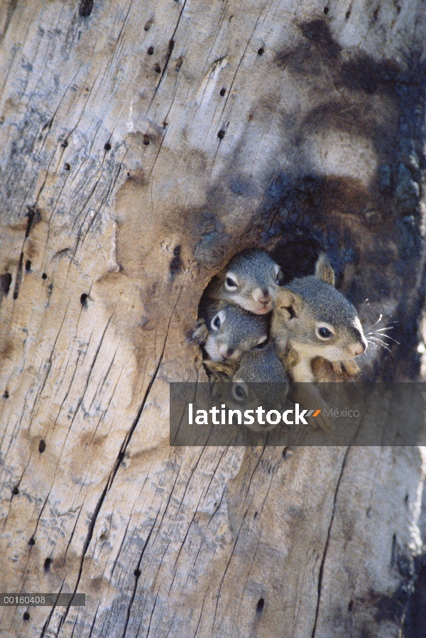 Ardilla roja (Tamiasciurus hudsonicus) cuatro jóvenes en la entrada de su nido en una cavidad del ár