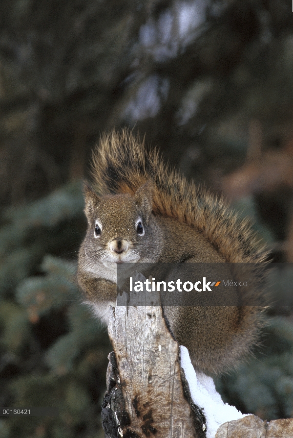 Bosque boreal de la ardilla roja (Tamiasciurus hudsonicus), Alaska