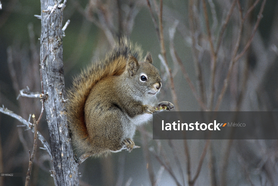 Ardilla roja (Tamiasciurus hudsonicus) alimentándose de sauces, bosque boreal, Alaska