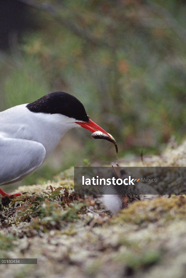 Charrán ártico (Sterna paradisaea) padres alimentación chick, Alaska