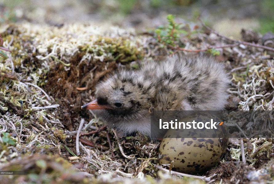 Charrán ártico (Sterna paradisaea) pollo y huevo en el nido, Alaska