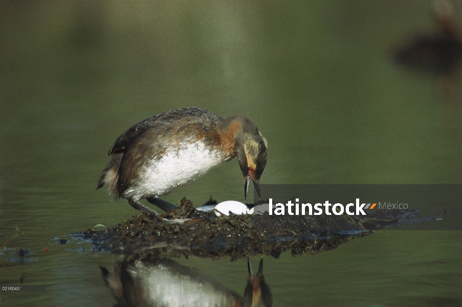 Bovino adulto de Grebe (Podiceps auritus) flotante nido con huevos, Alaska