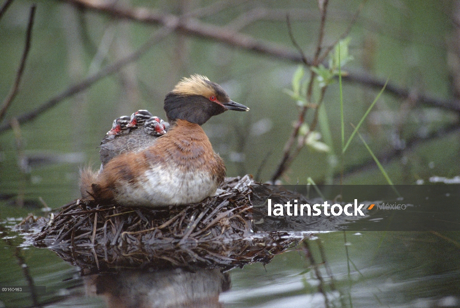 Padre de Grebe (Podiceps auritus) cuernos en nido con tres polluelos en su espalda, Alaska