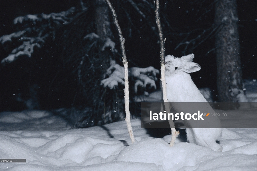 Raquetas de nieve liebres (Lepus americanus) royendo la corteza tierna de pimpollo en el invierno, A