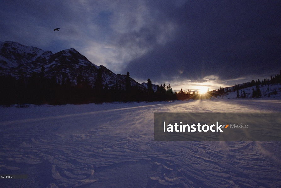 Cuervo común (Corvus corax) al atardecer, Alaska, de Alaska