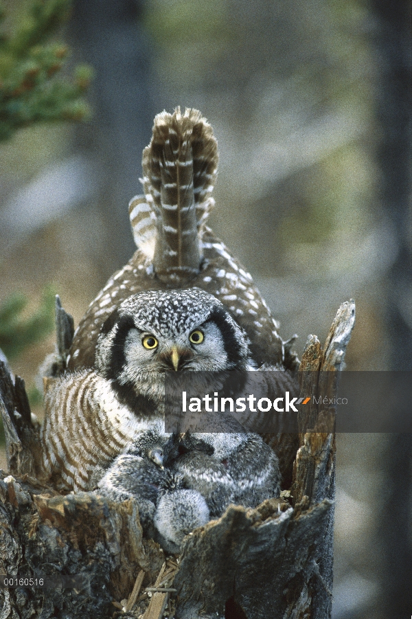 Norte Hawk Owl (Surnia ulula) en el nido con polluelos, Alaska