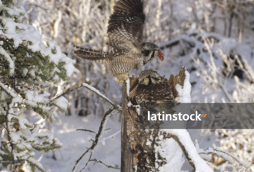 Padre de Hawk Owl (Surnia ulula) norte entrega presa fresca al mate y los polluelos en el nido, Alas