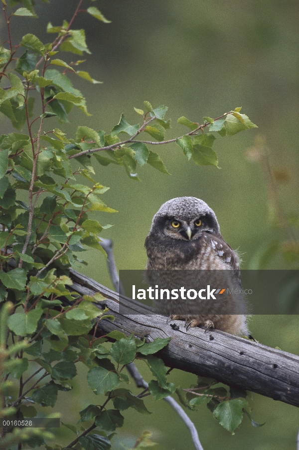 Norte incipiente Hawk Owl (Surnia ulula) en rama, Alaska