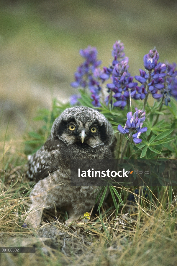 Incipiente de Hawk Owl (Surnia ulula) norte en medio de lupino, Alaska