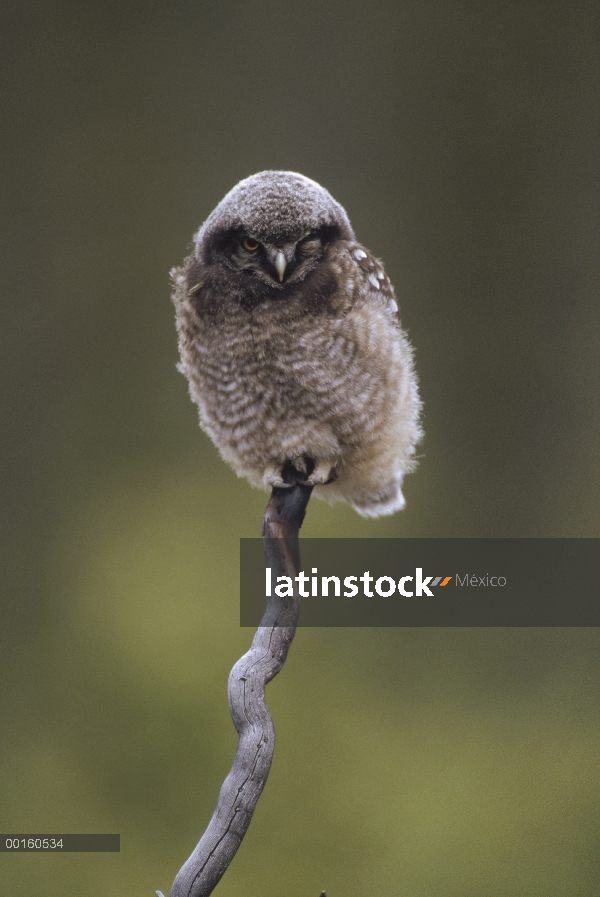 Bebé de Hawk Owl (Surnia ulula) norte perchado en la rama, Alaska