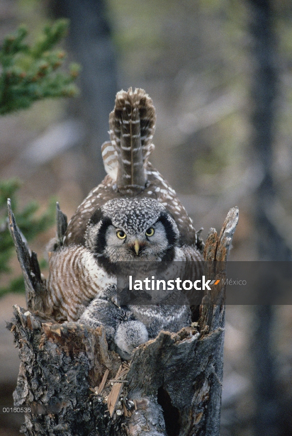 Padre de Hawk Owl (Surnia ulula) norte en nido con polluelos, Alaska