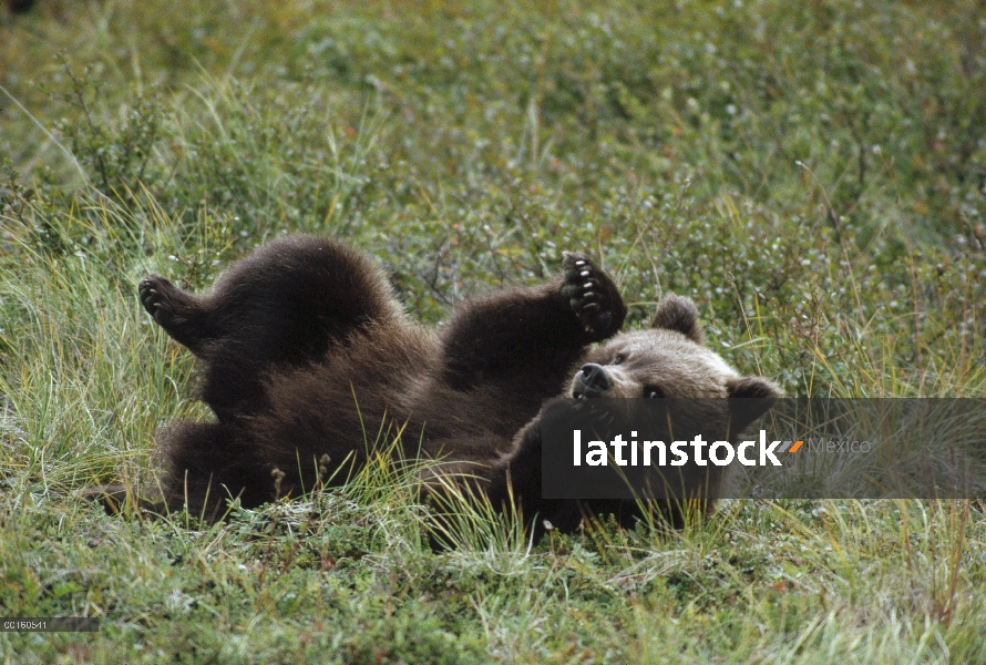 Cub de oso pardo (Ursus arctos horribilis) jugando en hierba, Parque Nacional de Denali y Preserve, 