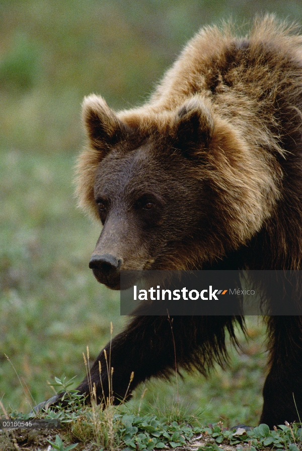 Retrato juvenil de oso pardo (Ursus arctos horribilis), Parque Nacional de Denali y Preserve, Alaska