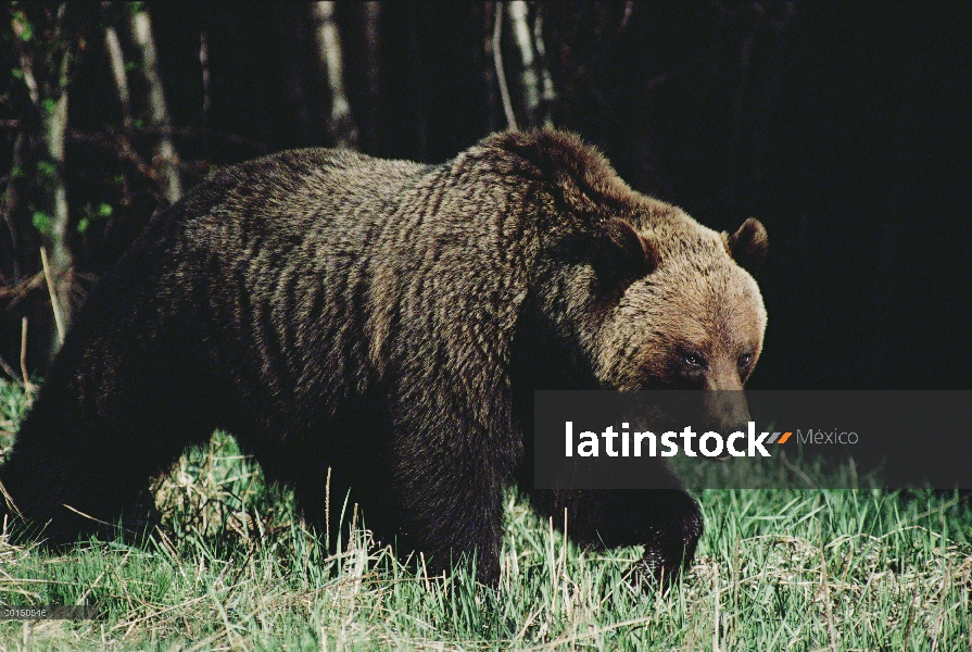 Oso Grizzly (Ursus arctos horribilis) hombre en hierba alta, Río de Athabasca, Parque Nacional Jaspe