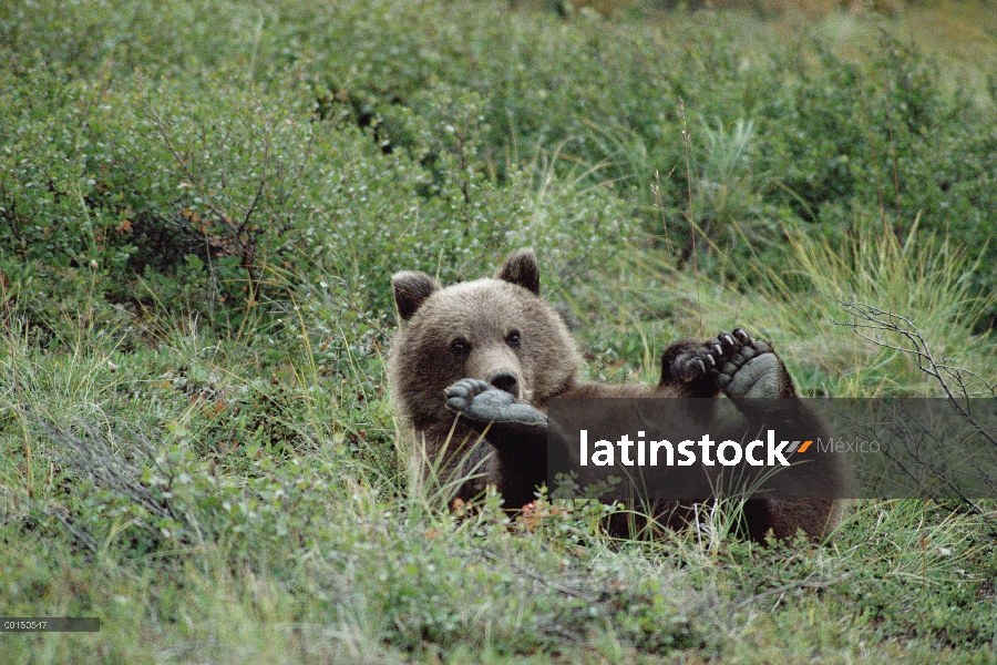 Cub de oso pardo (Ursus arctos horribilis) jugando en hierba, Parque Nacional de Denali y Preserve, 