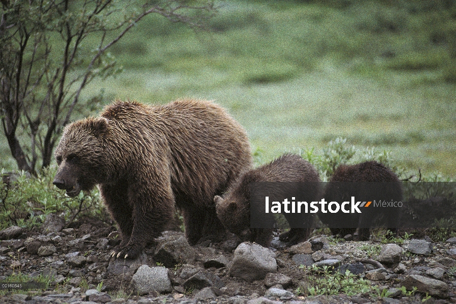 Oso Grizzly (Ursus arctos horribilis) madre y cachorros buscando ardillas, Parque Nacional de Denali