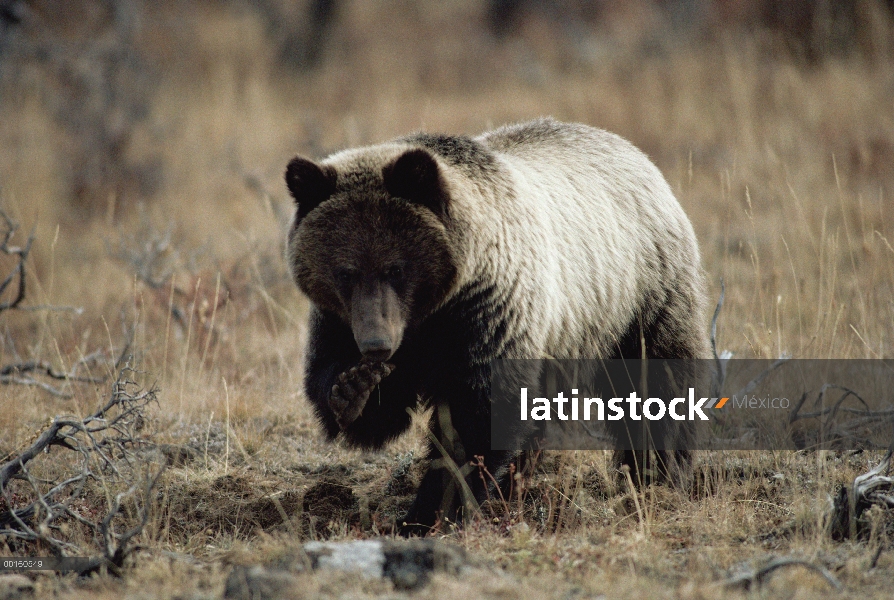 Oso Grizzly (Ursus arctos horribilis) alimentándose de raíces galleta, Parque Nacional de Yellowston