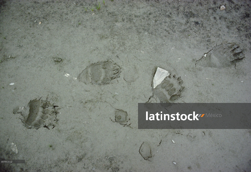 Oso Grizzly (Ursus arctos horribilis) pistas de barro gris, Parque Nacional de Denali y Preserve, Al