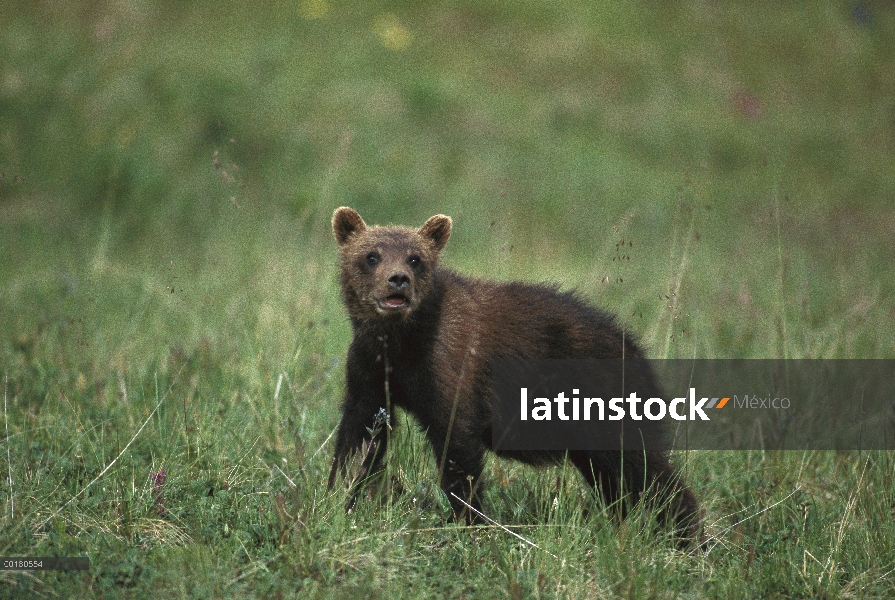 Cachorro de oso pardo (Ursus arctos horribilis), Parque Nacional de Denali y Preserve, Alaska