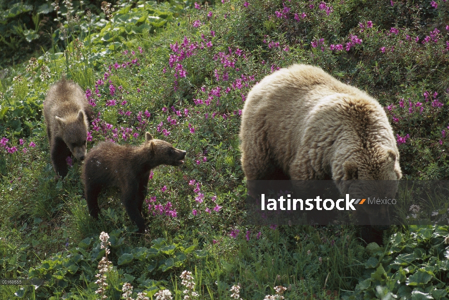 Oso Grizzly (Ursus arctos horribilis) madre y cachorros alimentándose de flores Prado de montaña, Pa