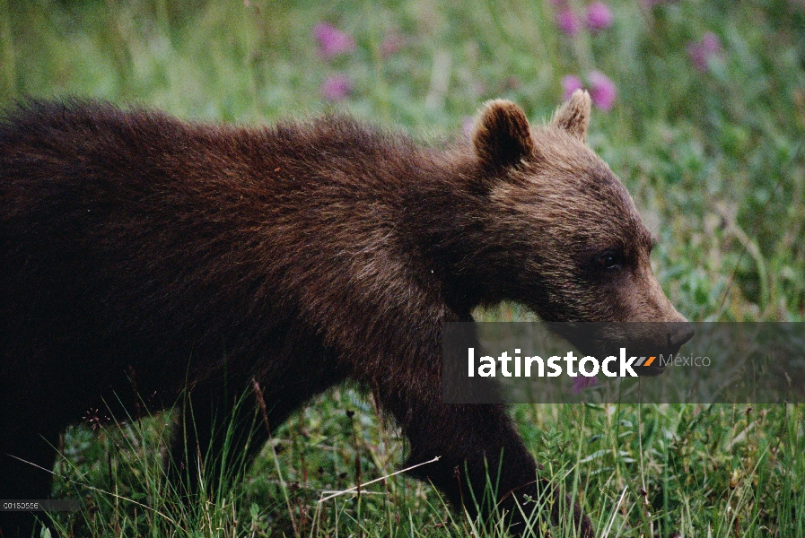 Seis meses de edad cachorro de oso Grizzly (Ursus arctos horribilis), Parque Nacional de Denali y Pr