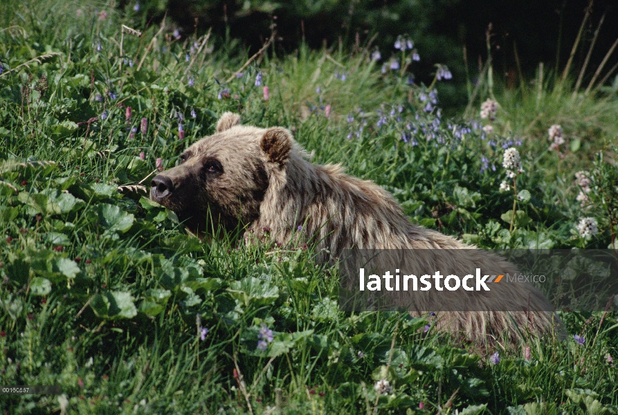 Oso Grizzly (Ursus arctos horribilis) descansando en el follaje alto, Parque Nacional de Denali y Pr