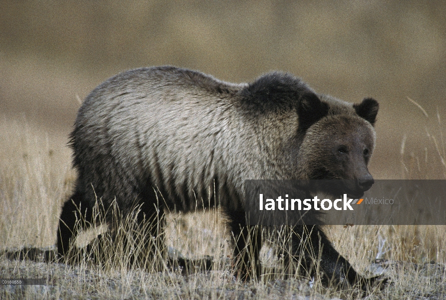 Oso Grizzly (Ursus arctos horribilis) juvenil caminando, Parque Nacional de Yellowstone, Wyoming