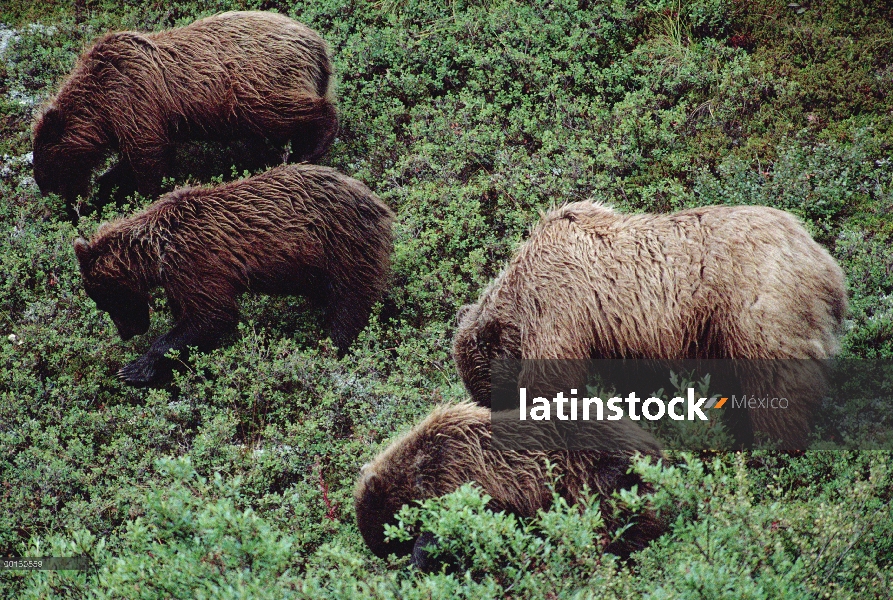 Madre oso pardo (Ursus arctos horribilis) y tres un año cachorros buscan arándanos (Vaccinium sp), P