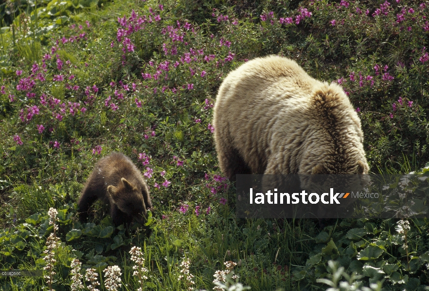 Madre oso pardo (Ursus arctos horribilis) y alimentándose de llevar flores u hojas de Boykinia cub, 