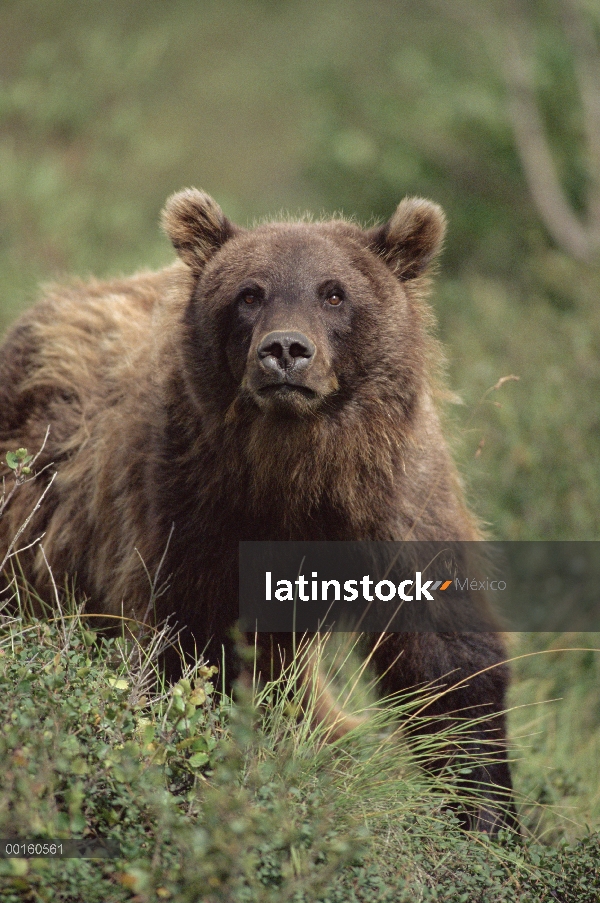 Oso Grizzly (Ursus arctos horribilis) SubAdulto, Parque Nacional de Denali y Preserve, Alaska