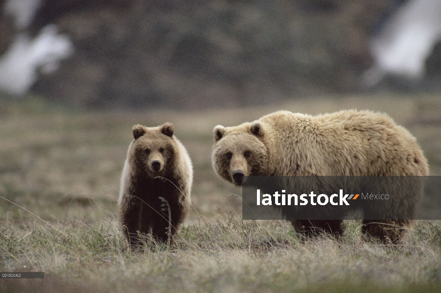 Oso Grizzly (Ursus arctos horribilis) y un año alimentándose de hierba, Parque Nacional de Denali y 