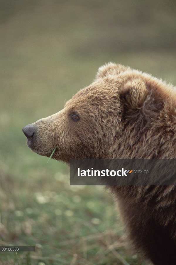 Perfil Adulto de oso pardo (Ursus arctos horribilis), Parque Nacional de Denali y Preserve, Alaska