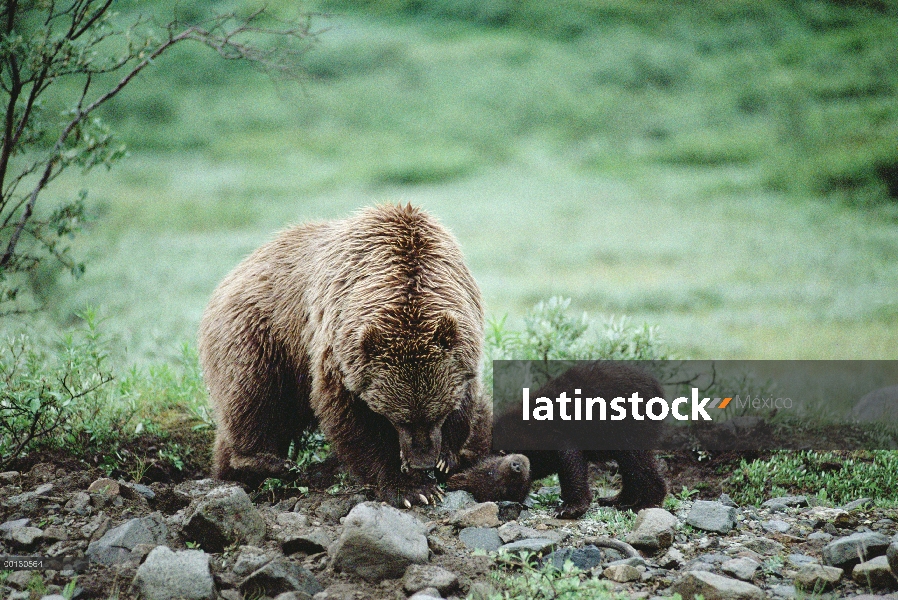 Madre oso pardo (Ursus arctos horribilis) y el cub alimentándose de las ardillas de tierra, Parque N