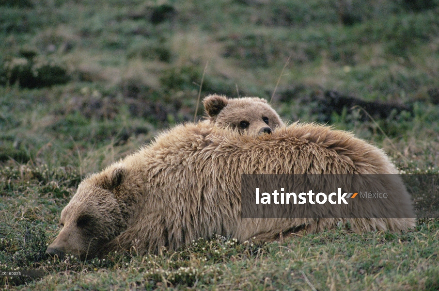 Oso Grizzly (Ursus arctos horribilis) madre y cachorro descansando, Parque Nacional de Denali y rese