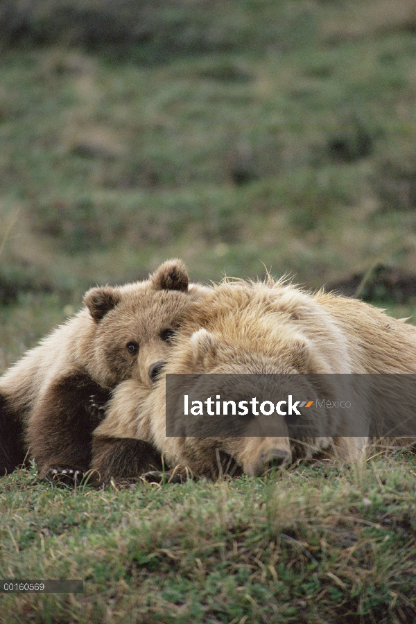 Oso Grizzly (Ursus arctos horribilis) madre y cachorro descansando, Parque Nacional de Denali y rese